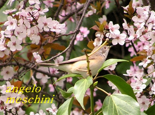 Sterpazzola - Sylvia communis